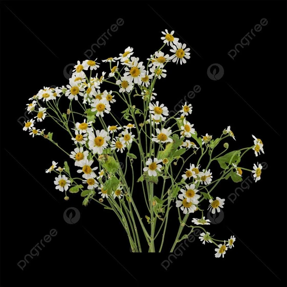 natural-chamomile-flower-2.webp