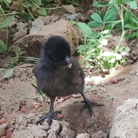 kadaknath-poultry-chick-2.webp