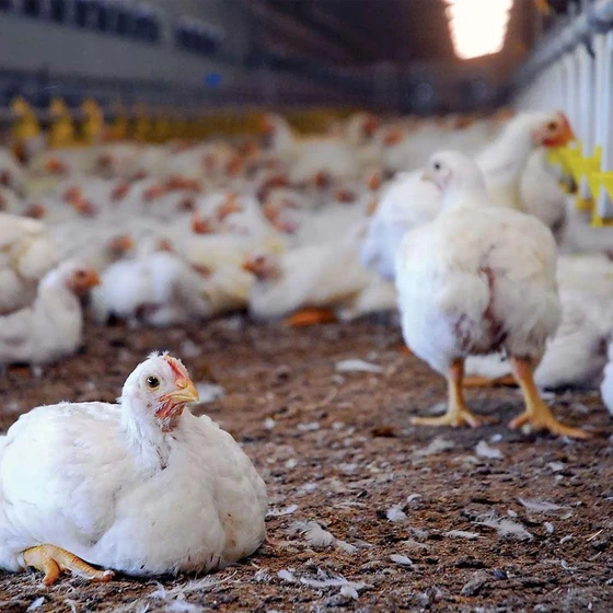 broiler-poultry-chick-2.webp