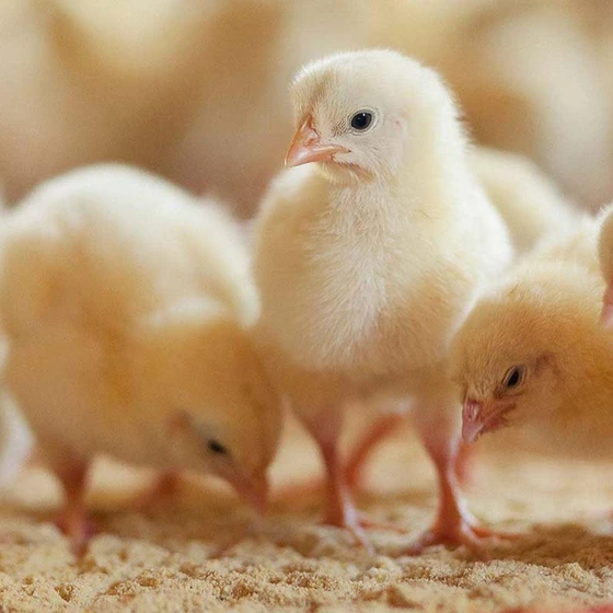 cobb-broiler-chicks-1.webp