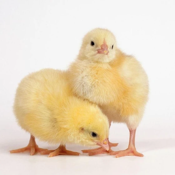 cobb-broiler-chicks-2.webp