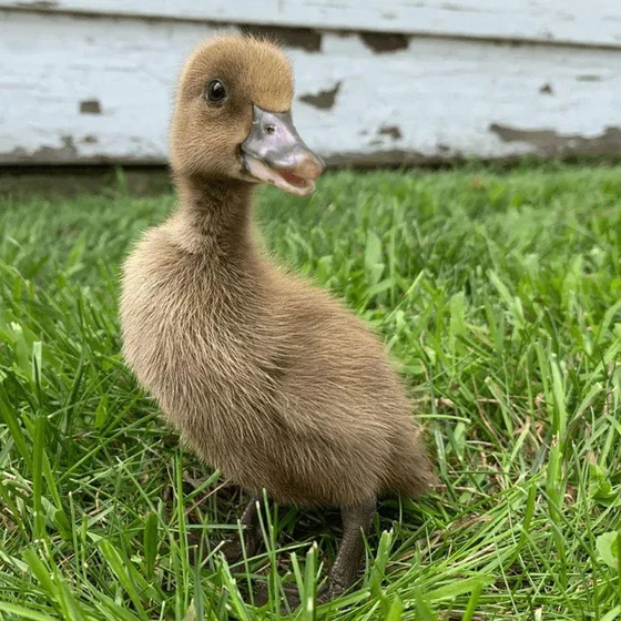 khaki-campbell-duck-1.webp