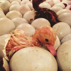 Hatching Duck Eggs