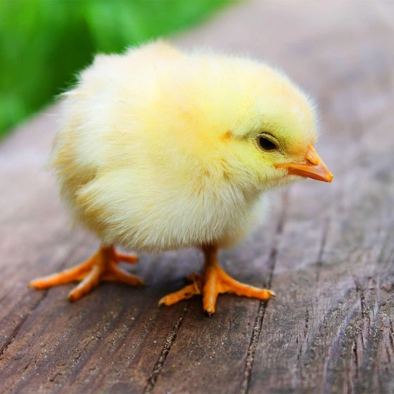 yellow-live-chicks-1.webp