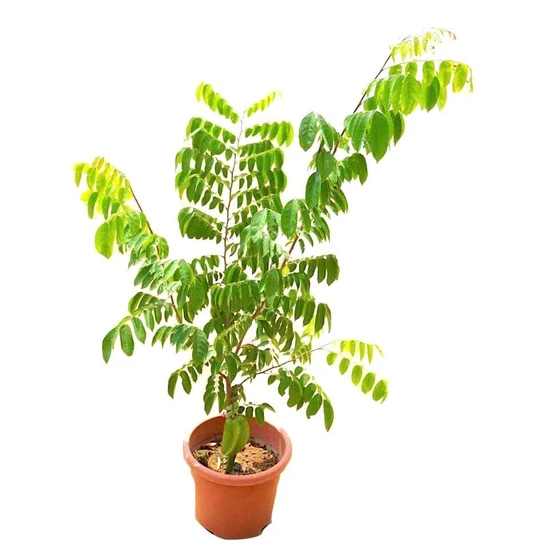 star-fruit-plant-2.webp