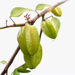 Star Fruit Plant