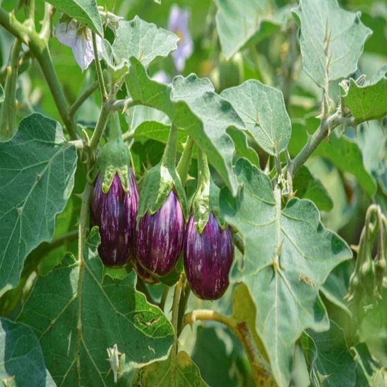 vegetable-brinjal-plant-1.webp