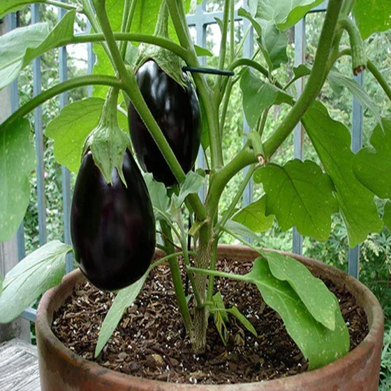 vegetable-brinjal-plant-2.webp