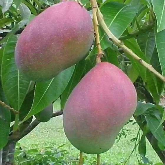 palmer-mango-plants-2.webp