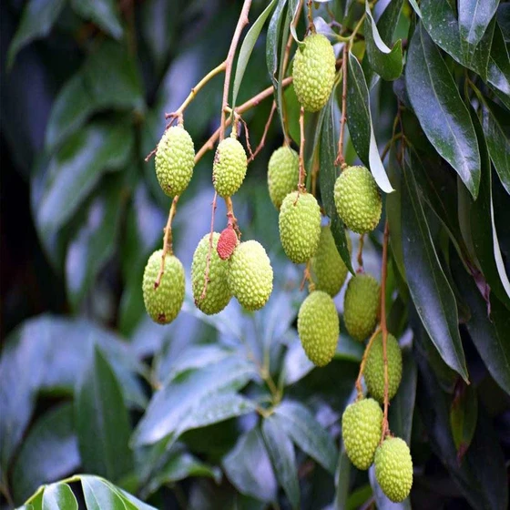 litchi-fruit-plant-2.webp