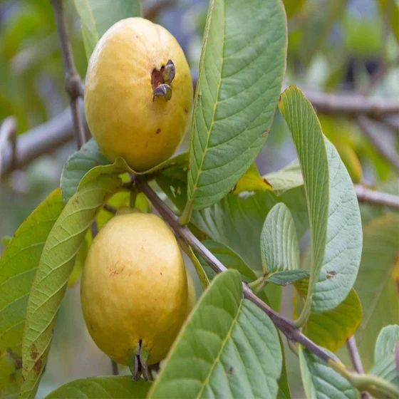 organic-guava-plants-1.webp