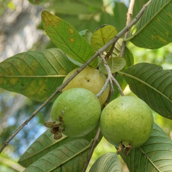 organic-guava-plants-2.webp