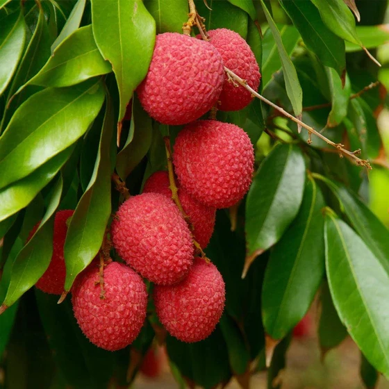 natural-litchi-plants-2.webp