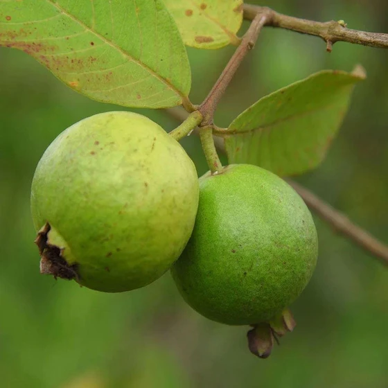 green-guava-plants-1.webp