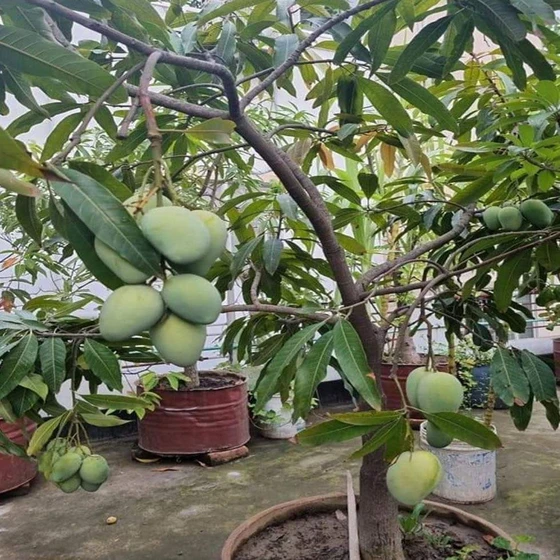 green-mango-plant-1.webp
