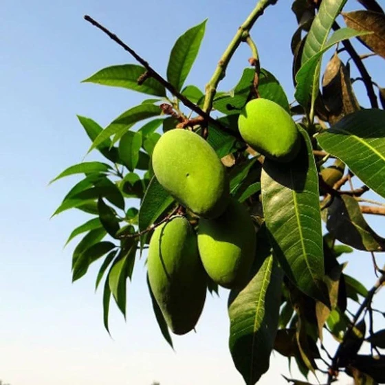 green-mango-plant-2.webp