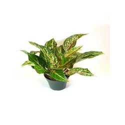 Aglaonema Hybrid Plant