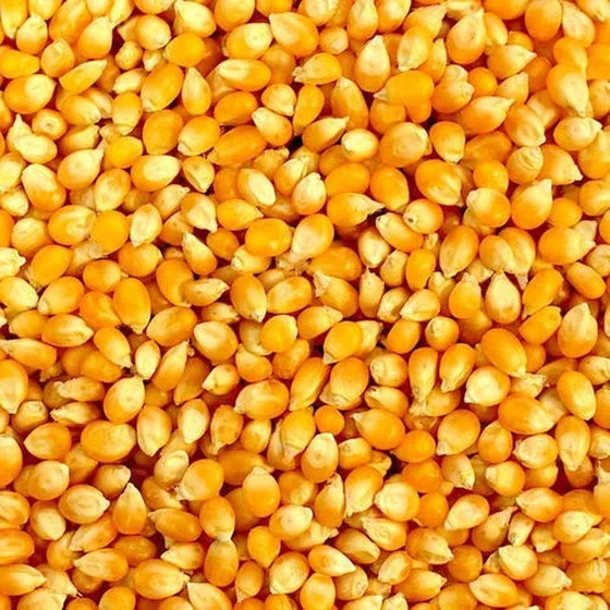 yellow-organic-corn-1.webp