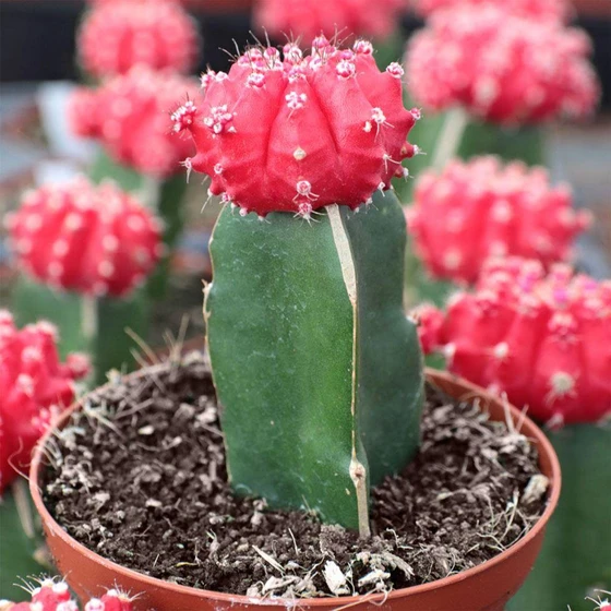 red-pearl-cactus-plant-2.webp