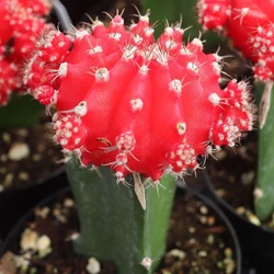 Red Pearl Cactus Plant