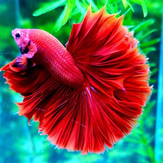 rose-betta-fighting-fish-1.webp