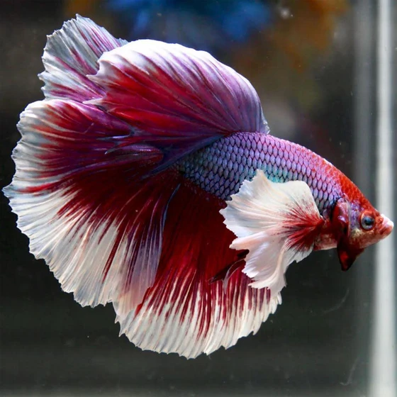 dumbo-betta-fighting-fish-1.webp