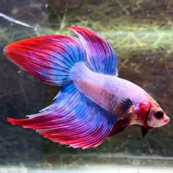 cambodian-betta-fish-1.webp