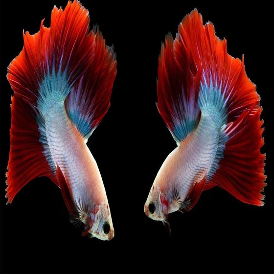 cambodian-betta-fish-2.webp