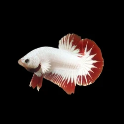 Dragon Betta Fish, Amazing scale texture, darker edge