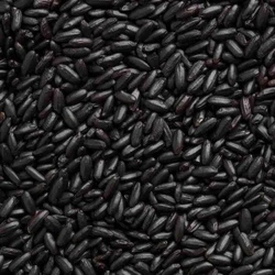 Top Class Indian Organic Black Rice Price Exporter, Supplier