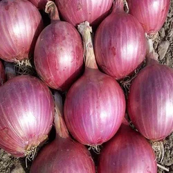 Good Quality Fresh Onion Price Rate Quick Delivery