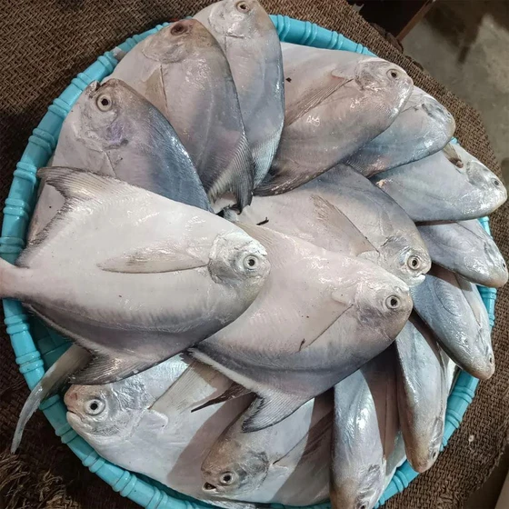 silver-pomfret-fish-2.webp