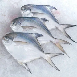 Silver Pomfret Fish