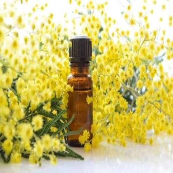 mimosa-essential-oil-1.webp