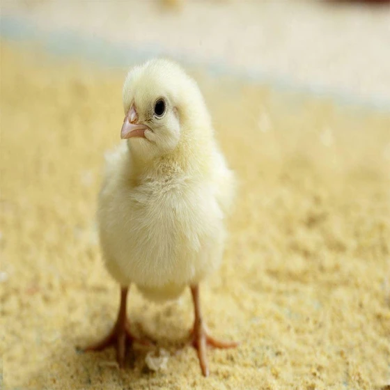 natural-broiler-chicks-1.webp
