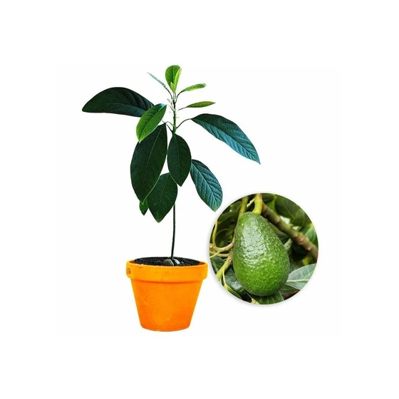 avocado-plant.webp
