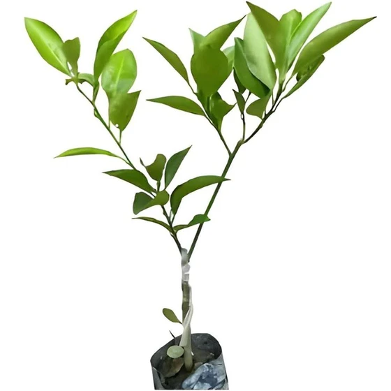 komla-lemon-plant-2.webp
