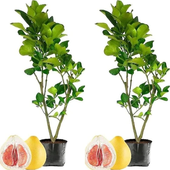 green-pomelo-plant-1.webp