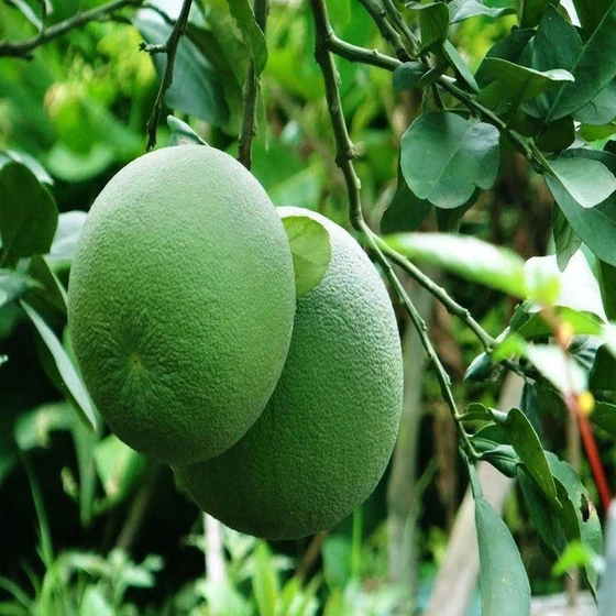 green-pomelo-plant-2.webp