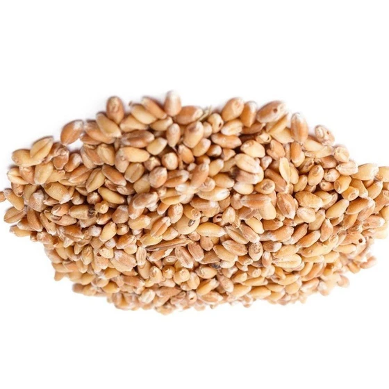 organic-wheat-seeds-1.webp
