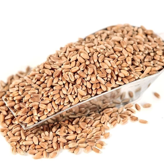 organic-wheat-seeds-2.webp