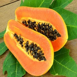 Common Fresh Papaya