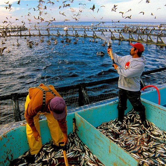 fish-farming-production-2.webp