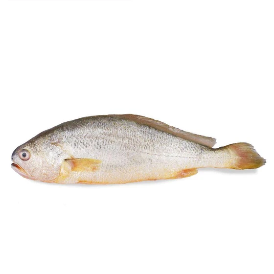 sea-croaker-fish-1.webp