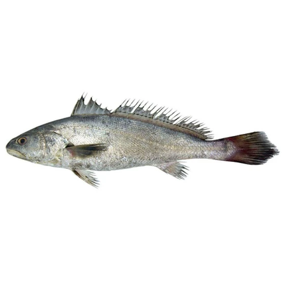 sea-croaker-fish-2.webp