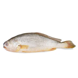 Sea Croaker Fish