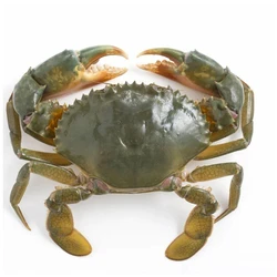 Sea Mud Crab