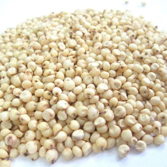 natural-sorghum-seeds-2.webp