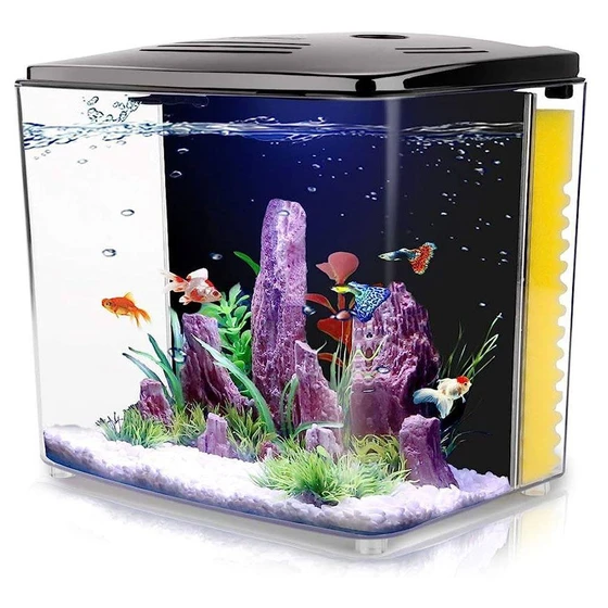 square-fish-aquarium-1.webp