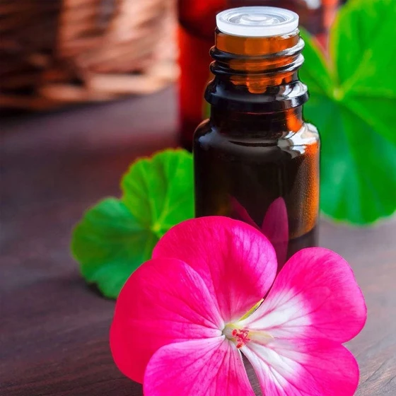 essential-geranium-oil-2.webp